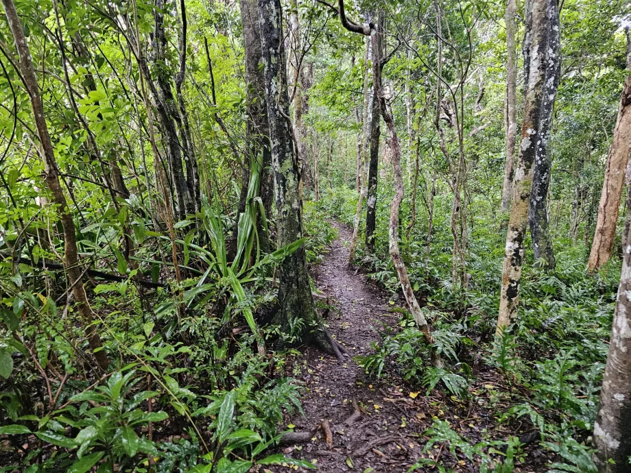 Floresta de Ébano