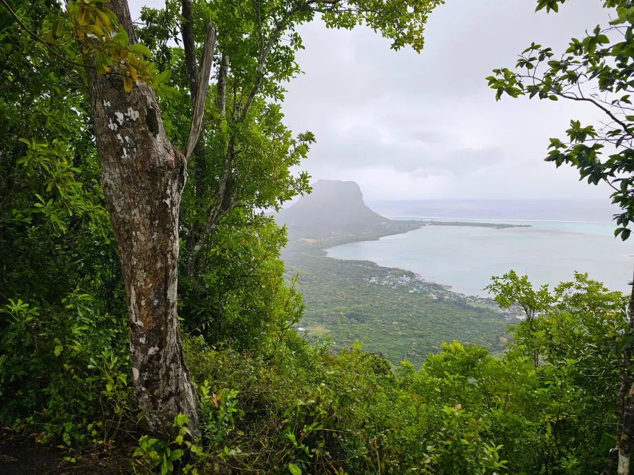 Floresta de Ébano, vista de Le Morne