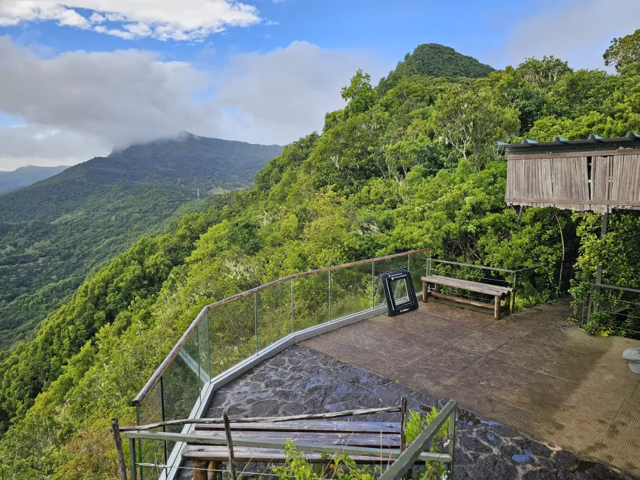 Vista do café na floresta Ebony