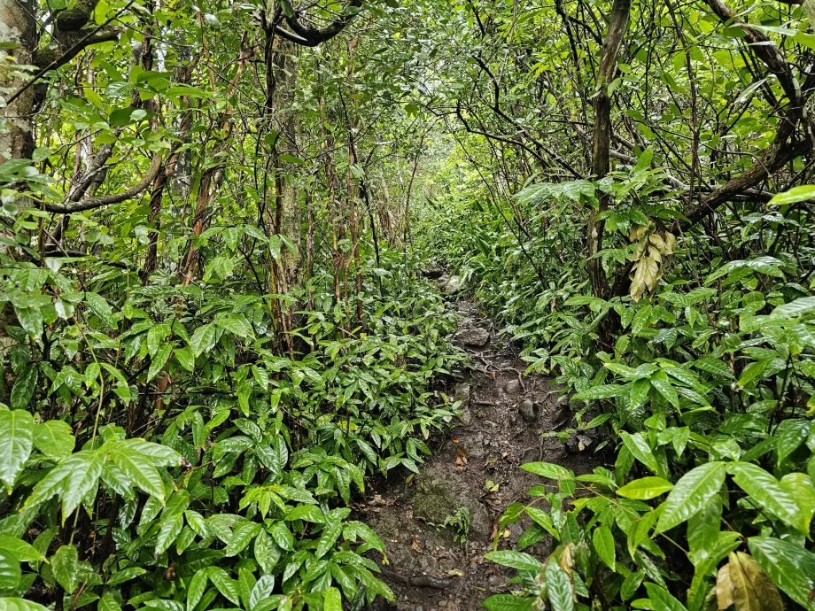 Piton du Canot, caminho através da floresta