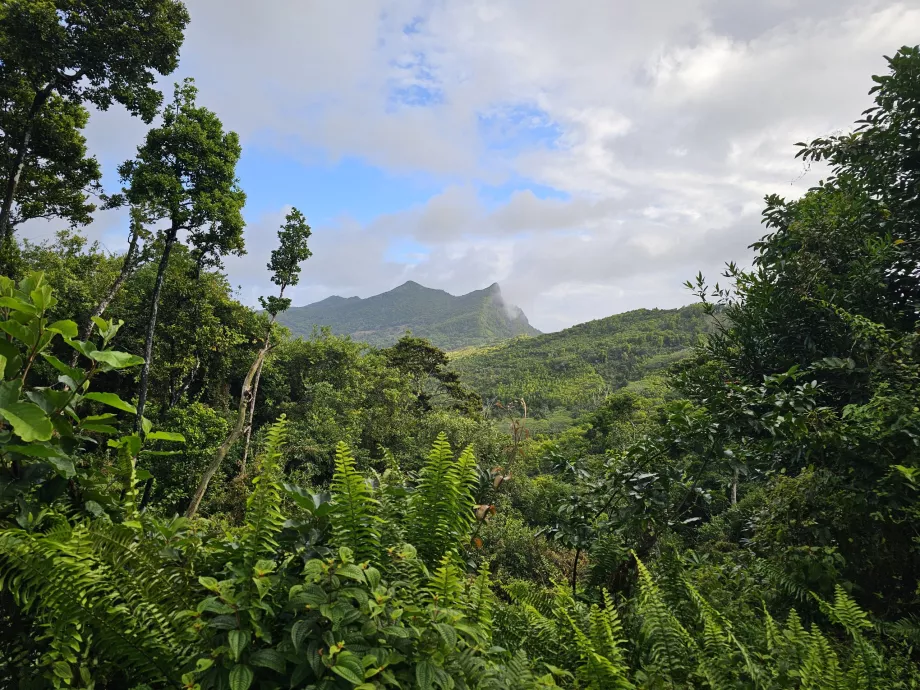 Floresta de Ébano