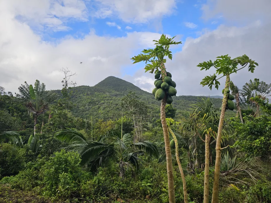 Floresta de Ébano