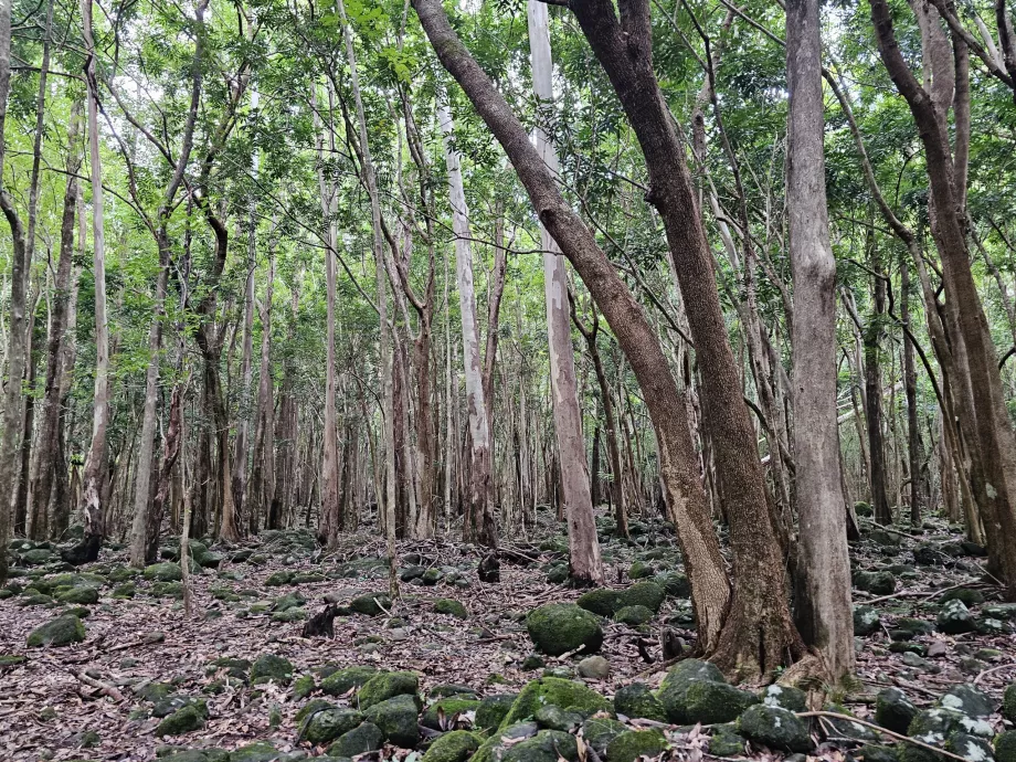 Parque Nacional das Gargantas do Rio Negro