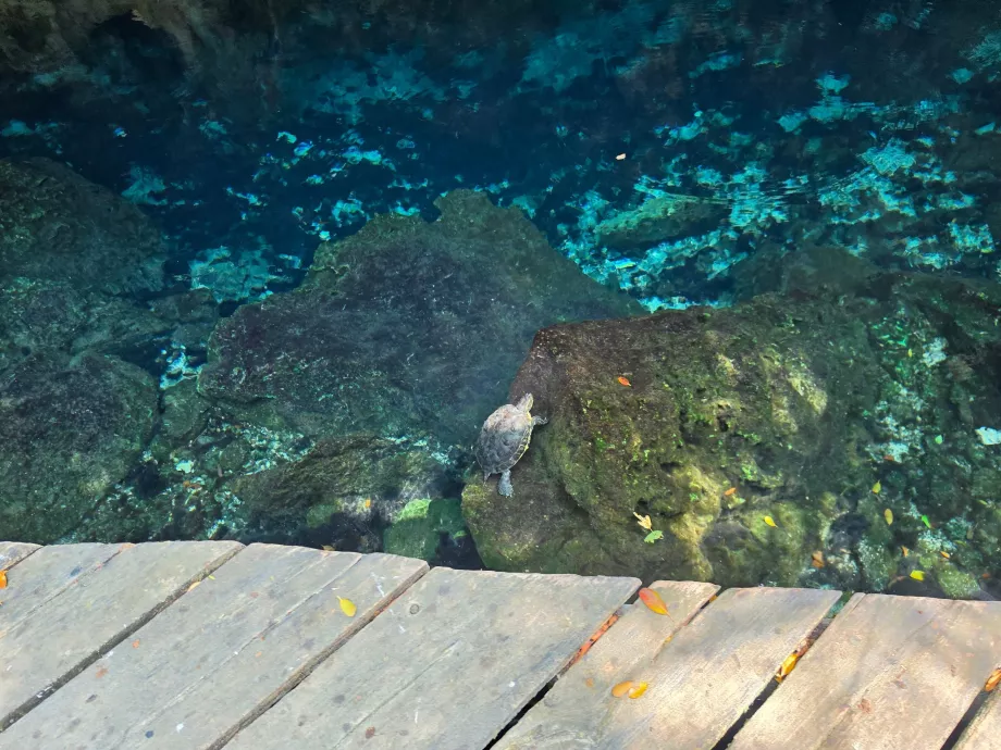Tartarugas no Gran Cenote