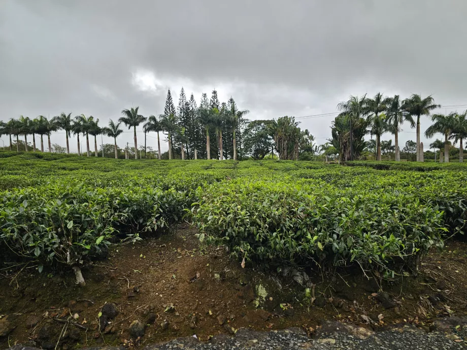 Plantação de chá Bois Cheri