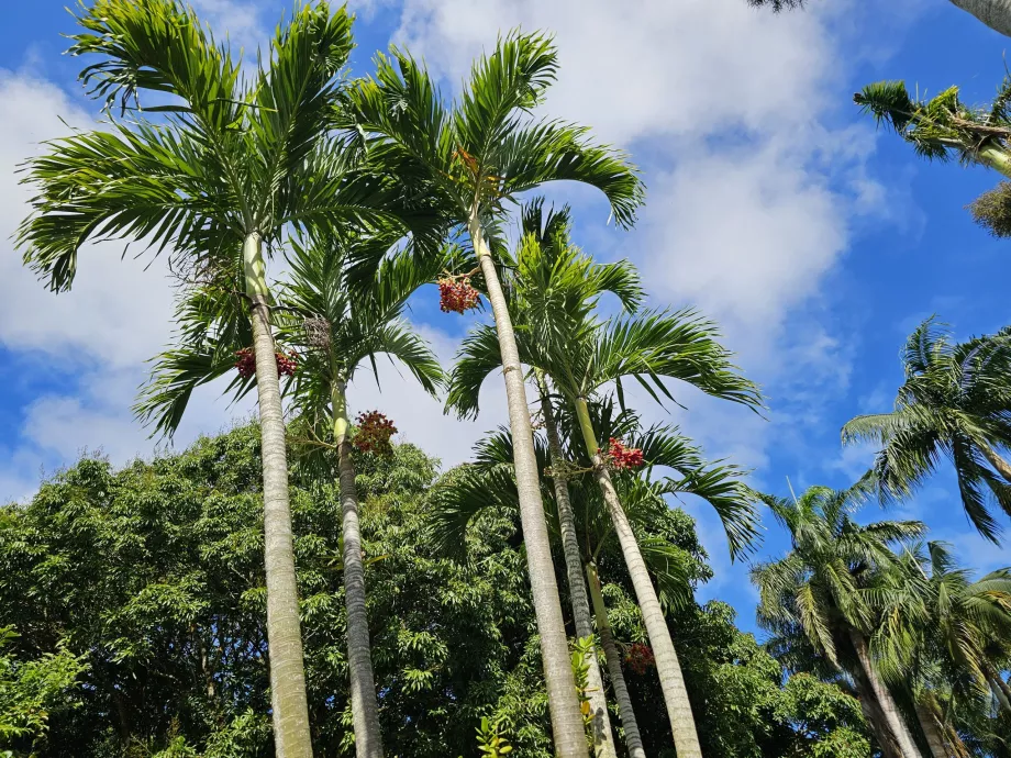 Saint Aubin, jardim botânico