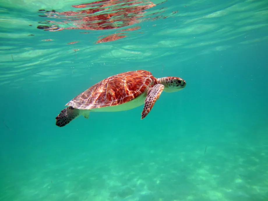 Tartarugas na Baía de Akumal