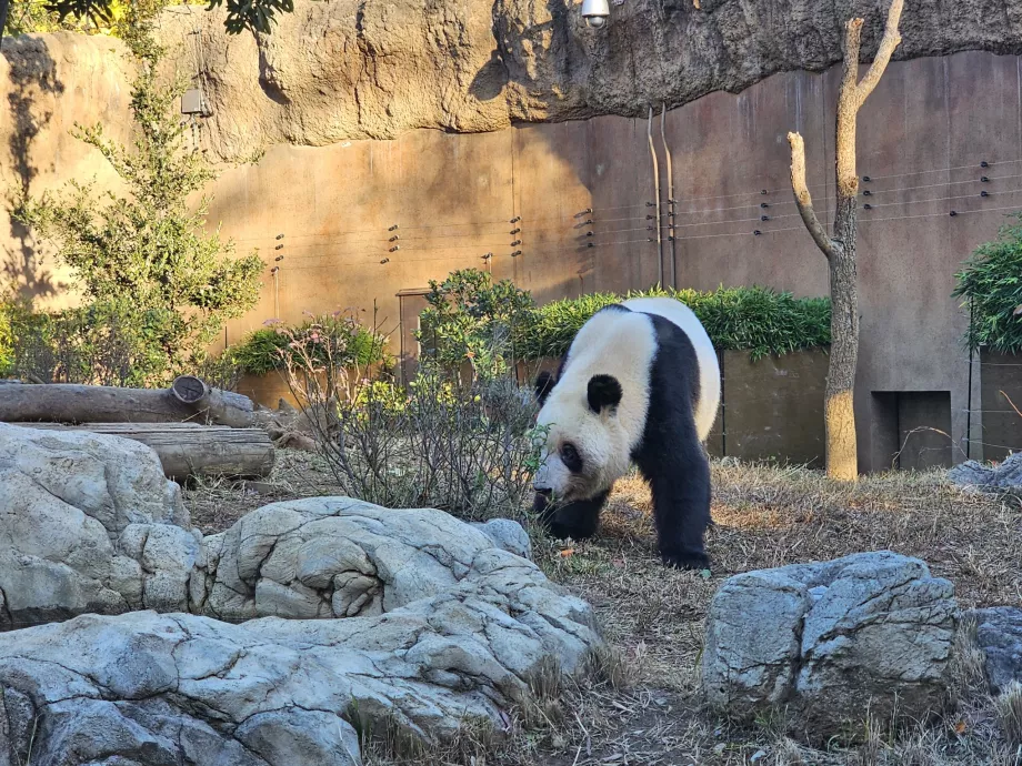 Panda no Zoo de Ueno