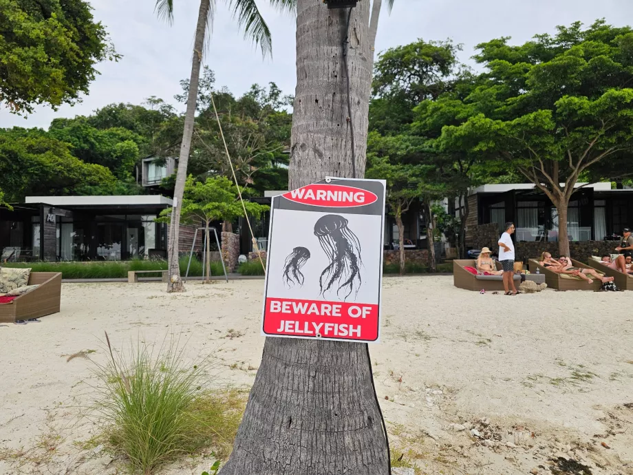 Praia de Rin Nai, alerta para as alforrecas