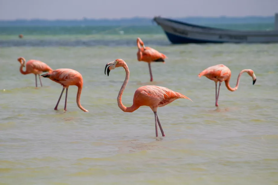 Flamingos em Holbox