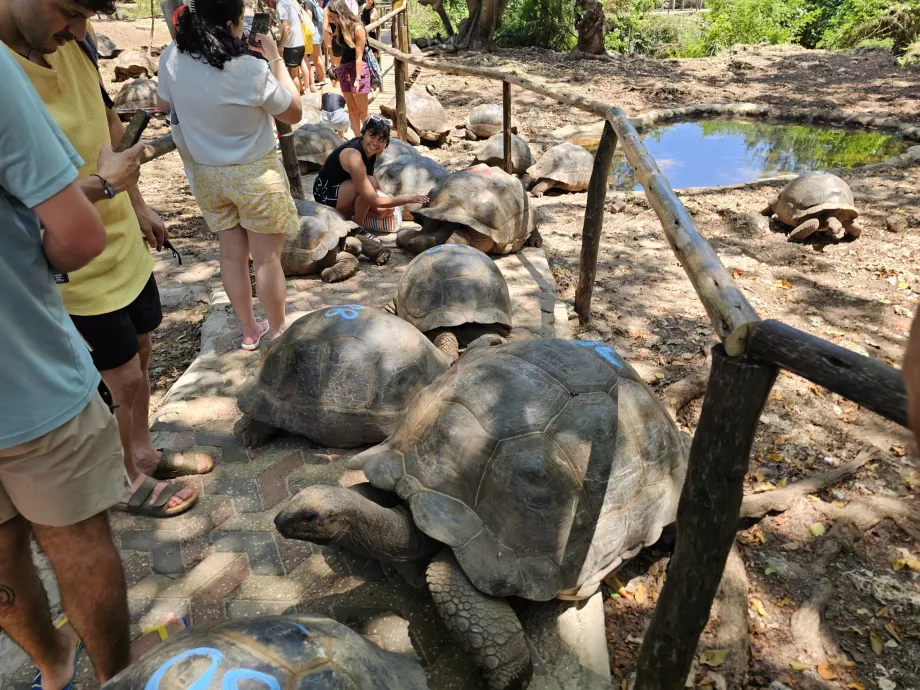 Ilha Prisão, tartarugas gigantes