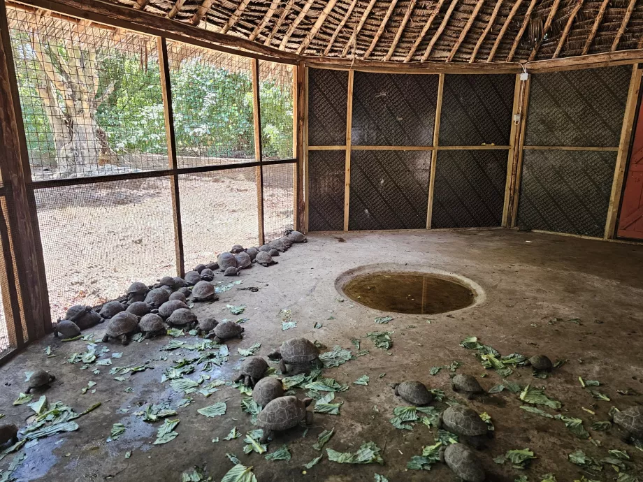 Ilha Prisão, tartarugas gigantes