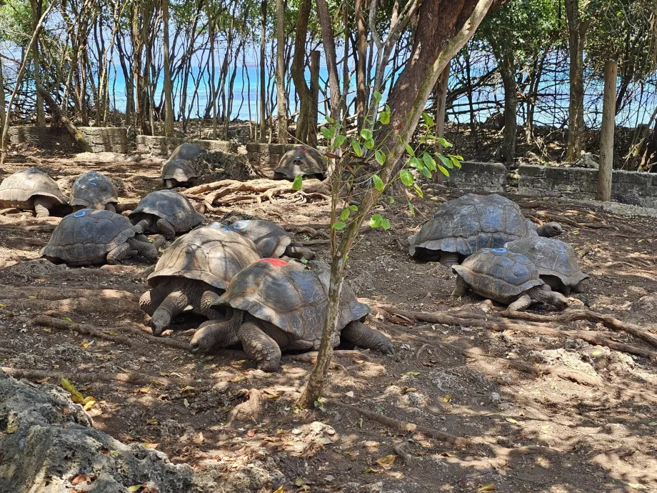 Ilha Prisão, tartarugas gigantes