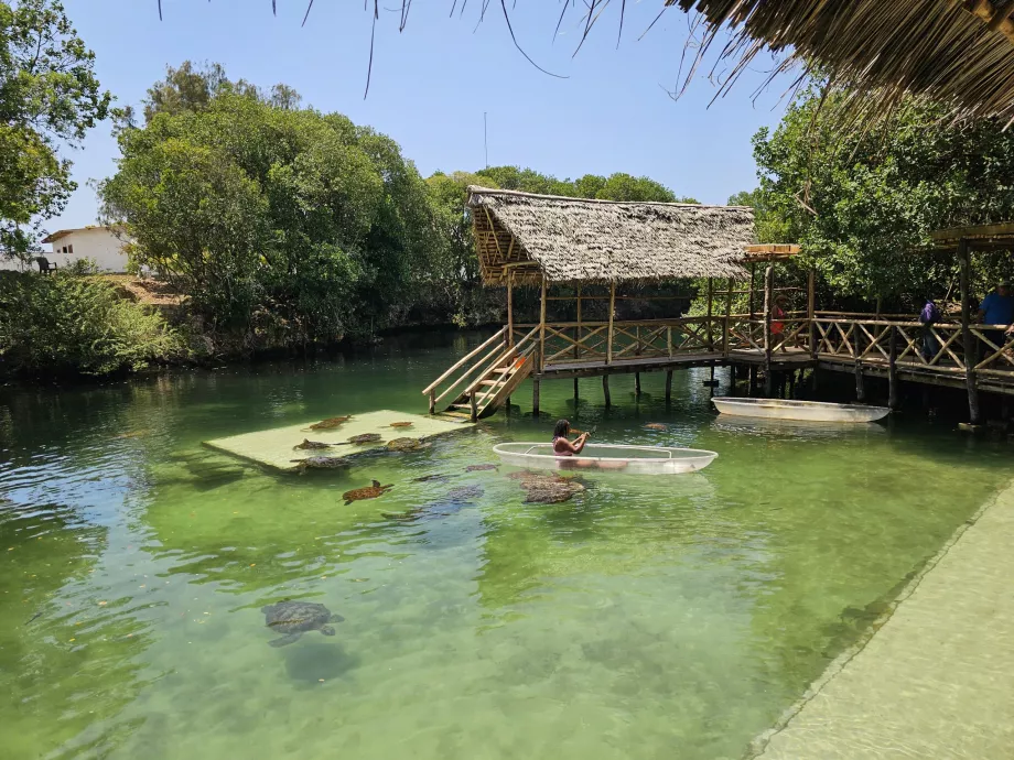 Nungwi, Aquário de Mnarani