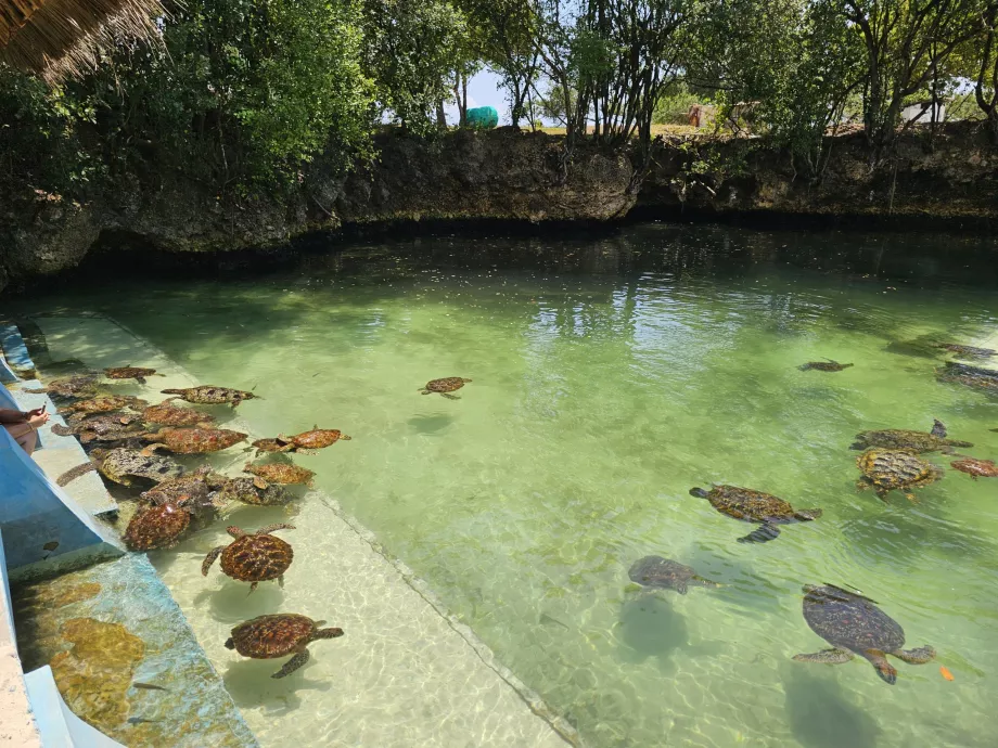Nungwi, Aquário de Mnarani