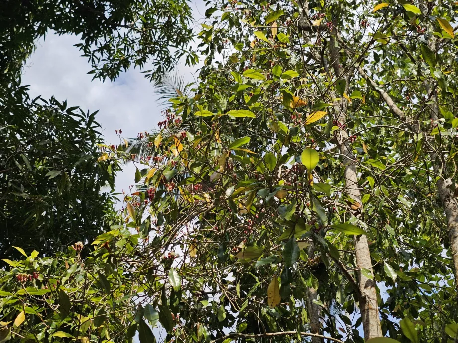 Rabanete da quinta com especiarias
