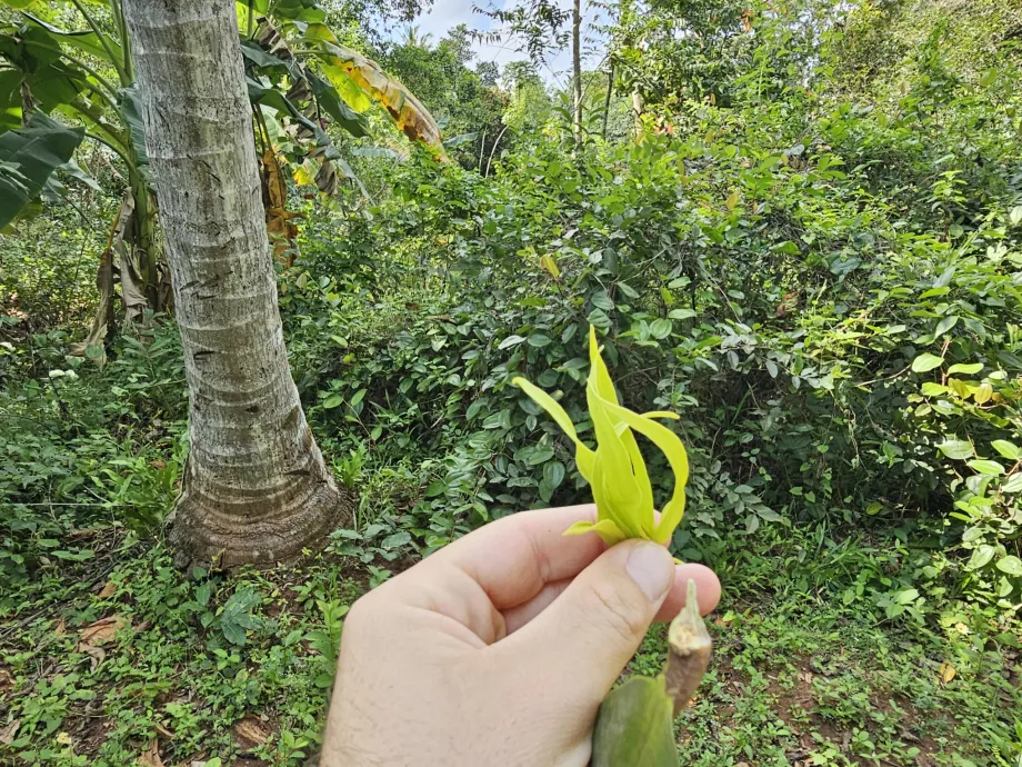 Ylang ylang