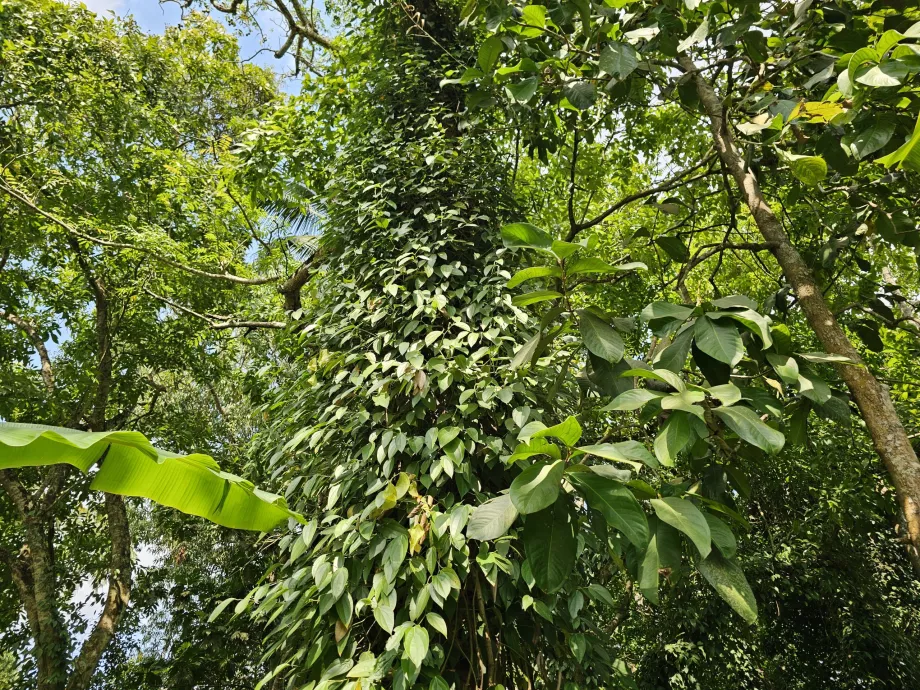 Pimenta preta