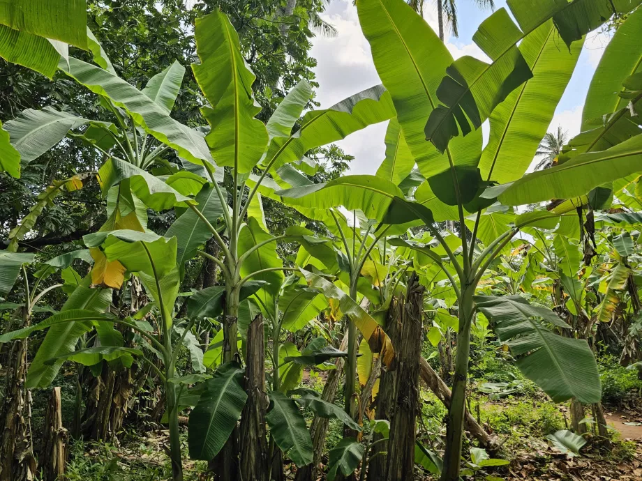 Bananeira