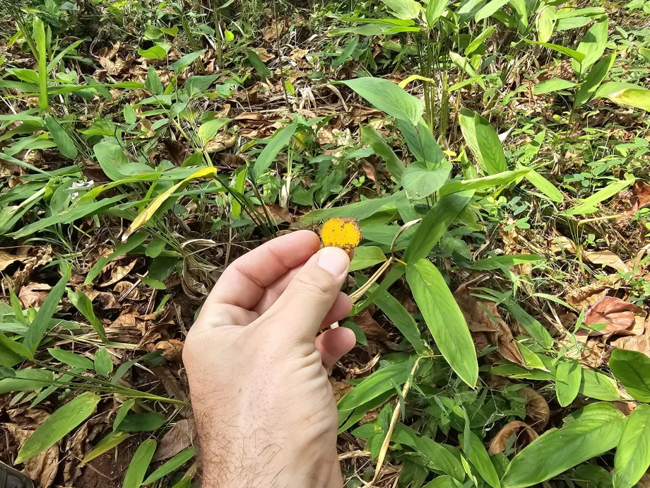 Açafrão-da-terra