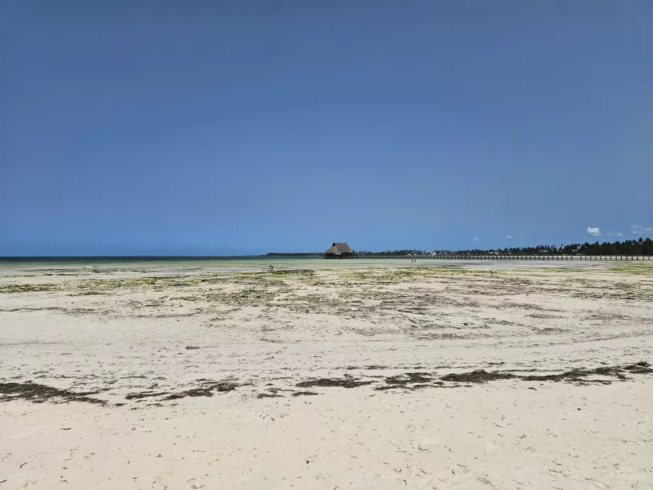 Pongwe