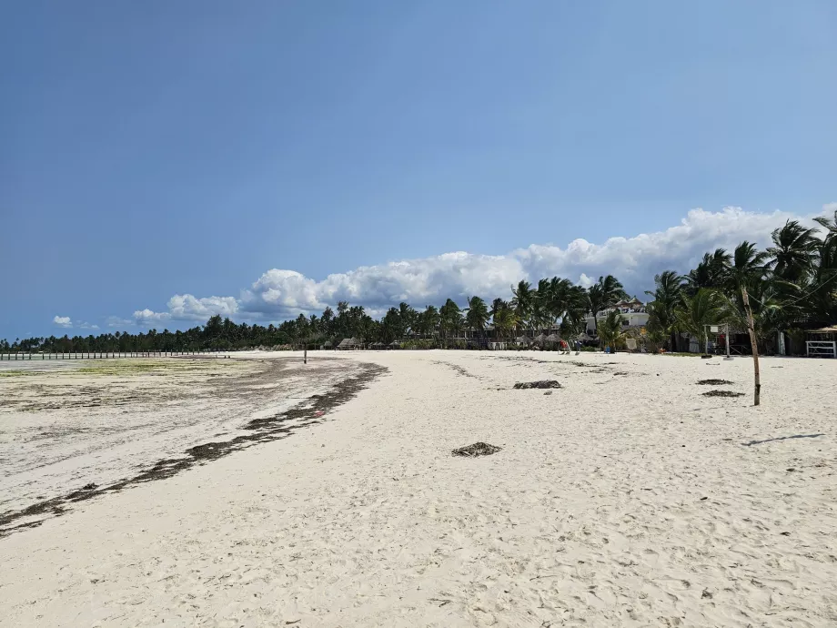 Pongwe
