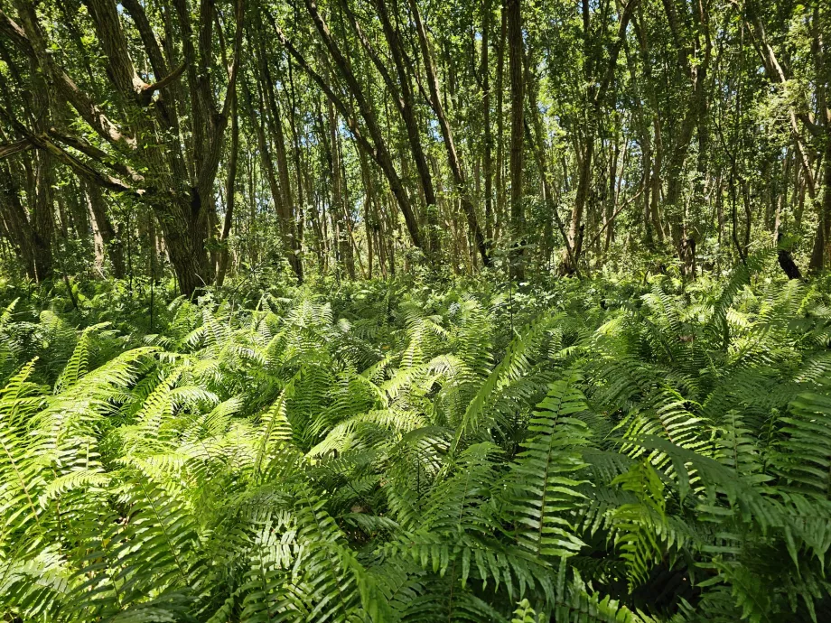 Floresta de Jozani