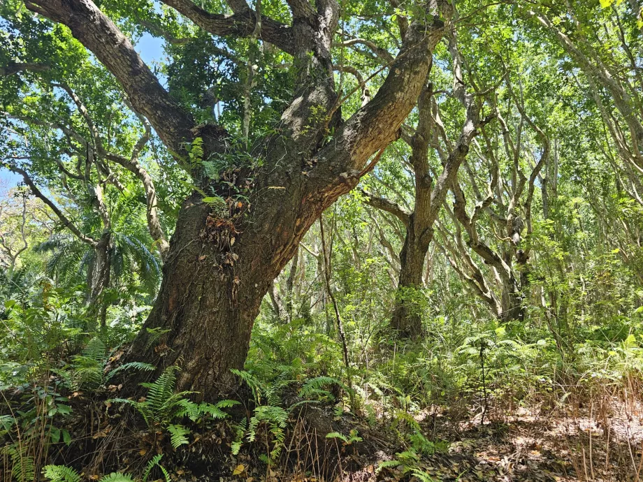 Floresta de Jozani