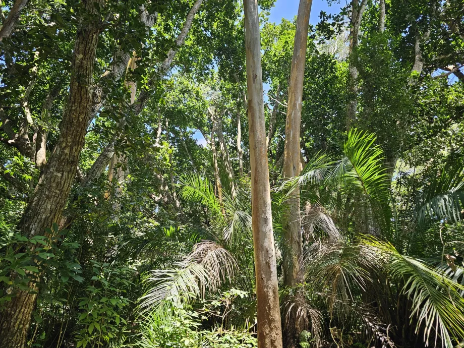 Floresta de Jozani