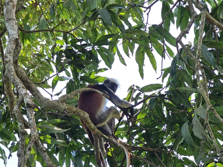 Floresta de Jozani, macaco