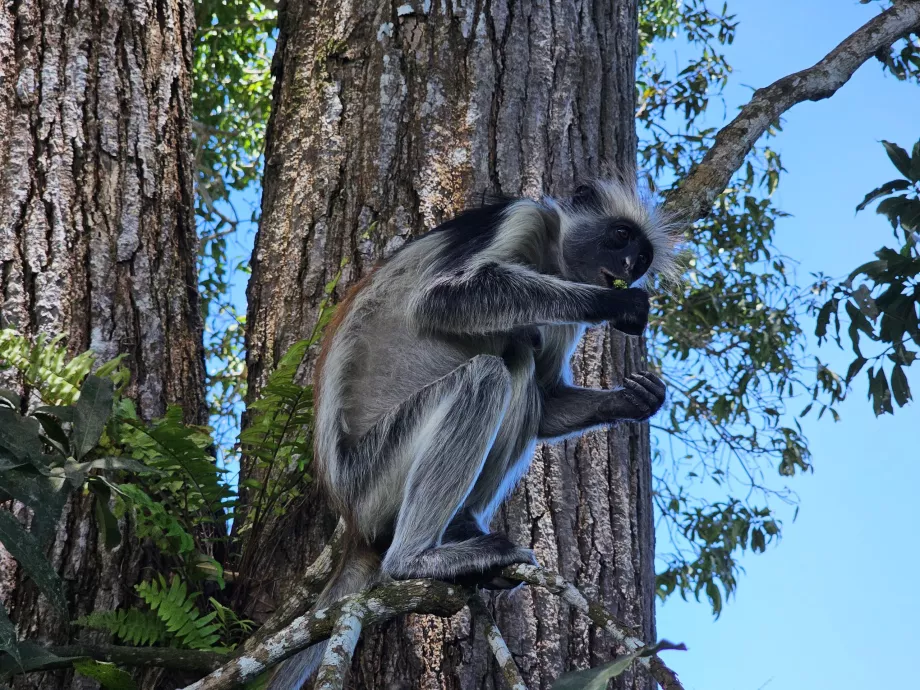 Floresta de Jozani, macaco