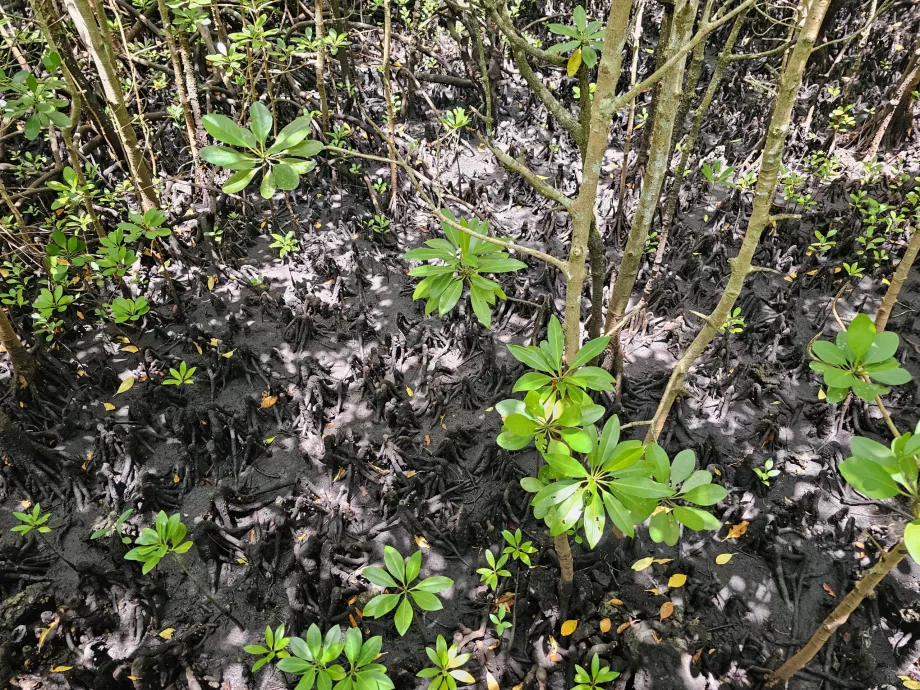 Floresta de Jozani, mangais