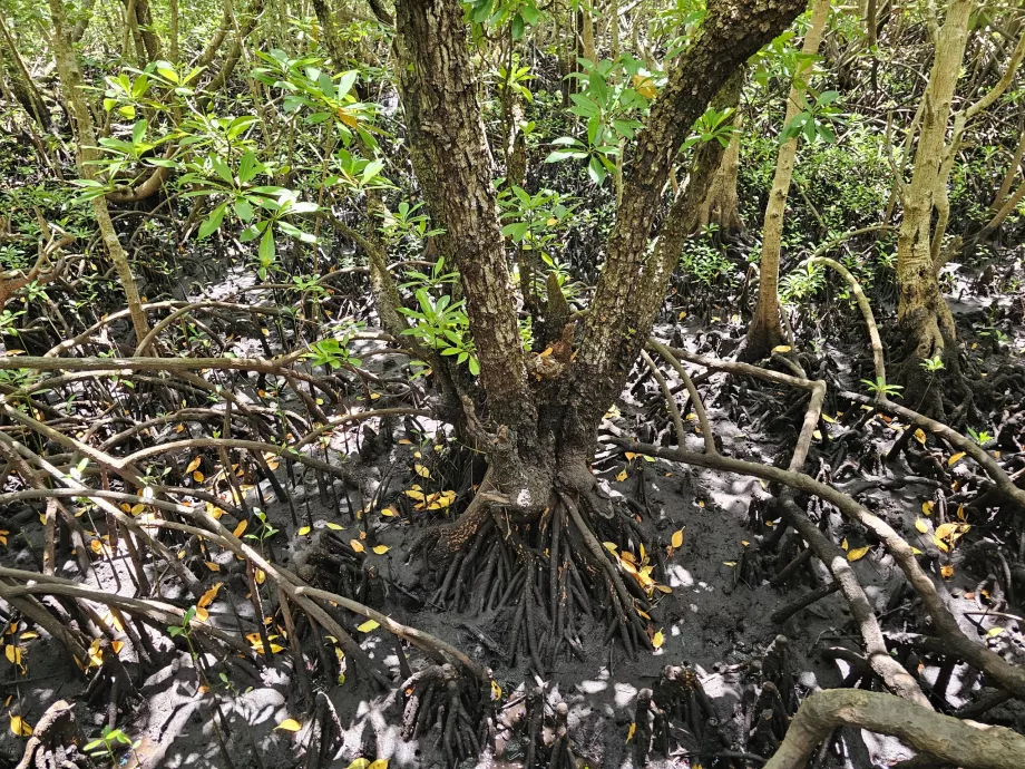 Floresta de Jozani, mangais