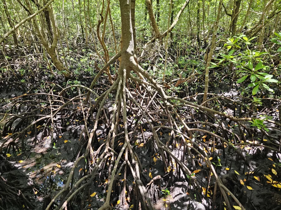 Floresta de Jozani, mangais