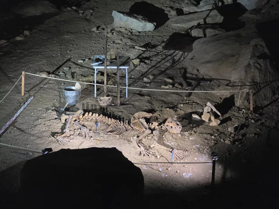 Esqueleto de um urso das cavernas