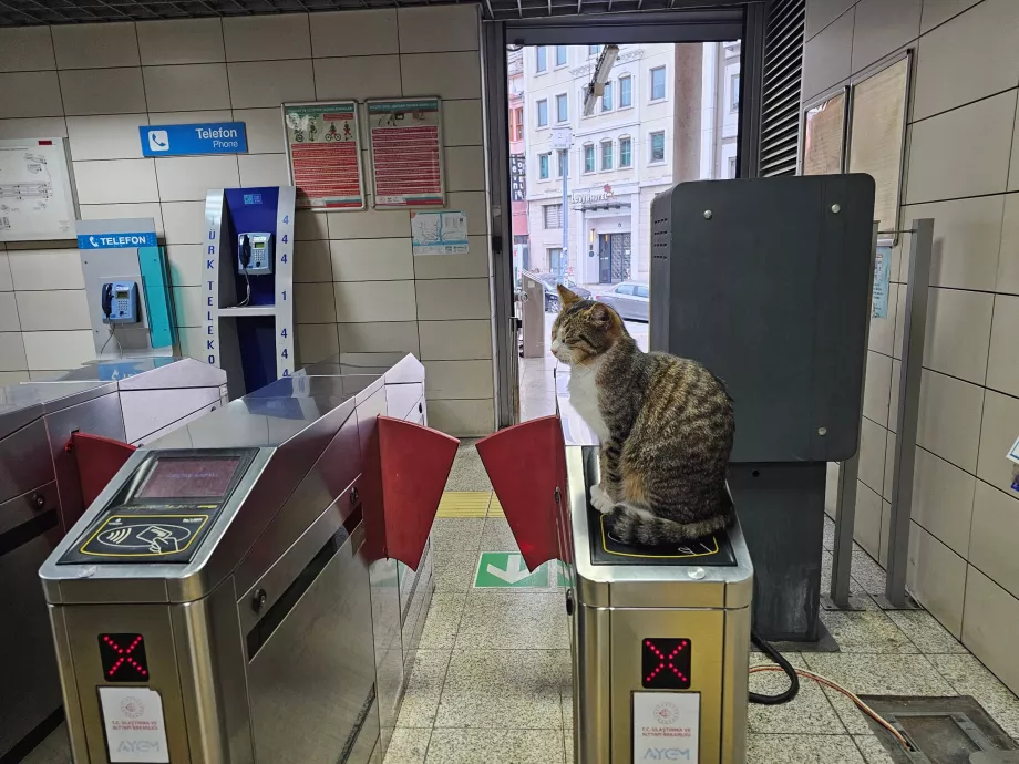 Gato no torniquete à entrada da estação de comboios