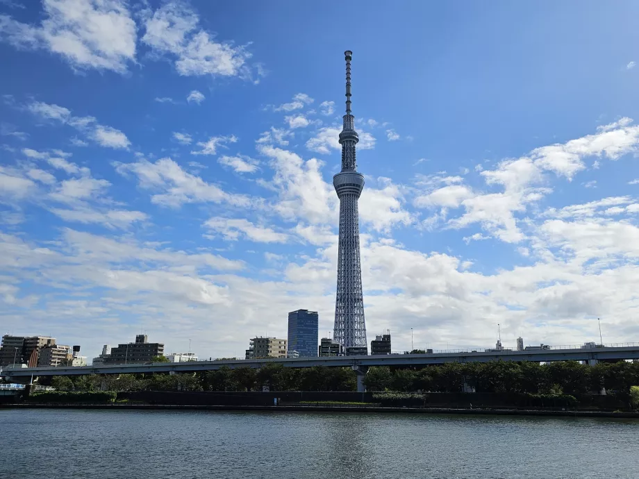 Árvore do Céu de Tóquio