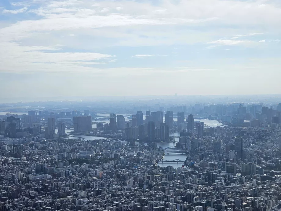 Árvore do Céu de Tóquio