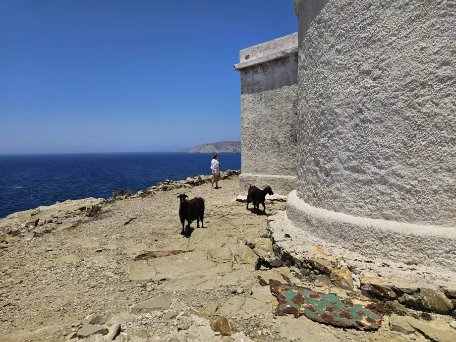 Cabras no farol de Prasonisi