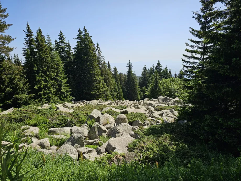 Florestas nas encostas de Vitosha