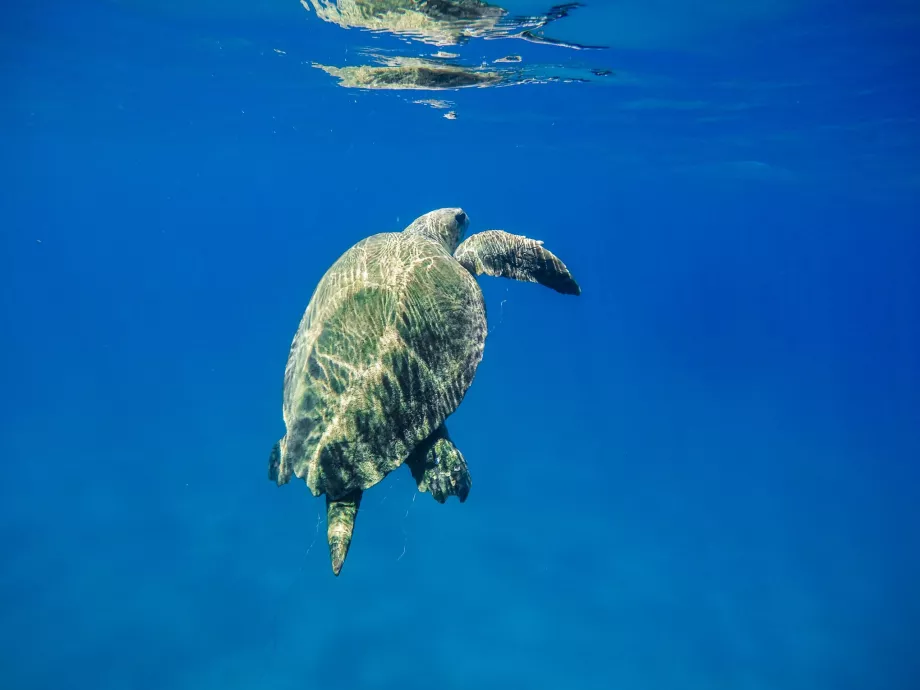 Tartarugas em Zakynthos