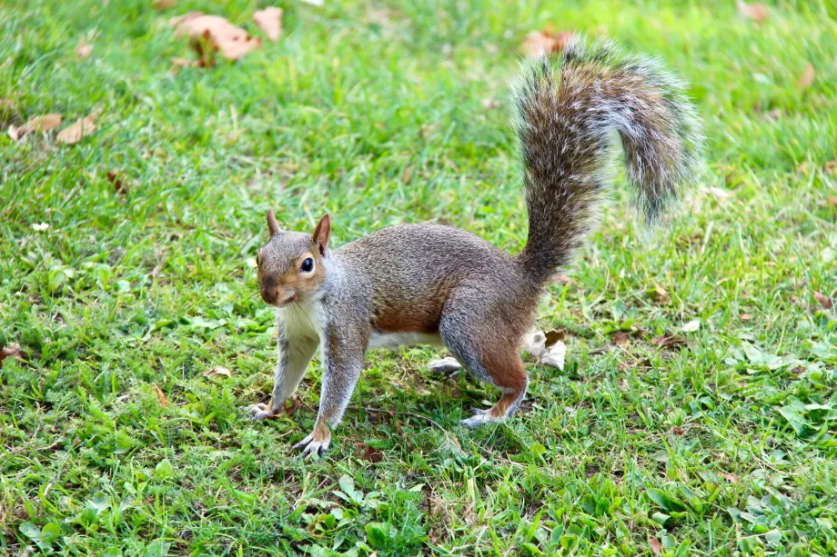 Esquilo Hyde Park
