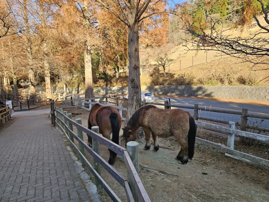Pastagem de Rokkosan