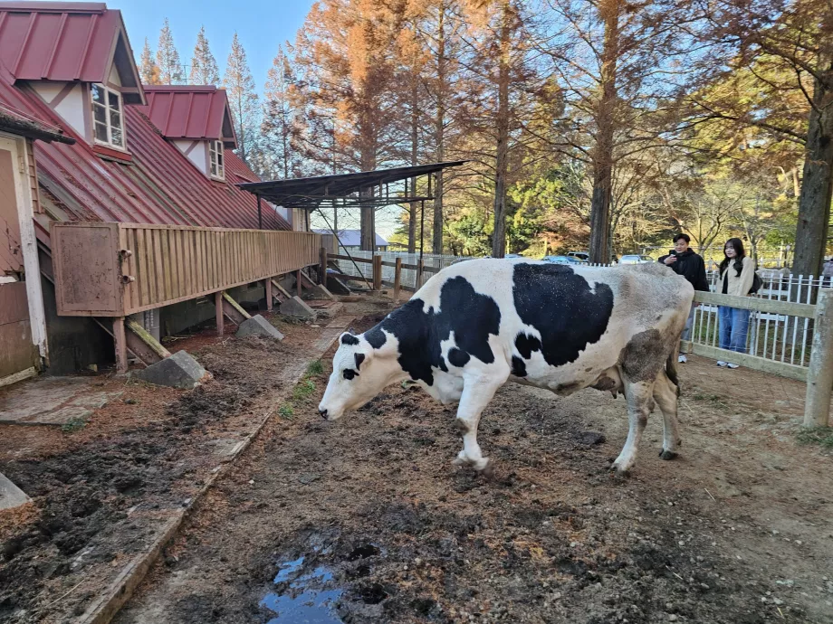 Pastagem de Rokkosan