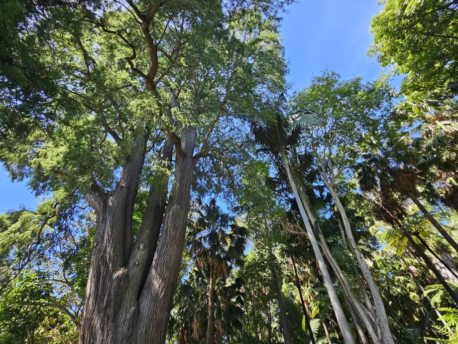 Jardins Botânicos Reais