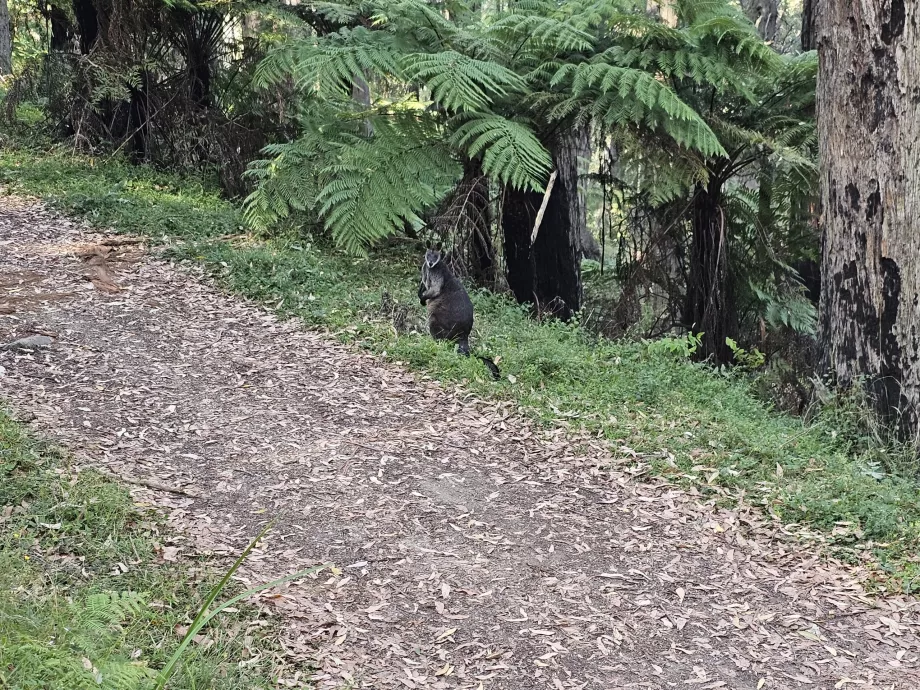 Canguru da floresta