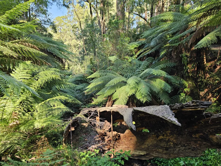Cordilheira de Dandenong