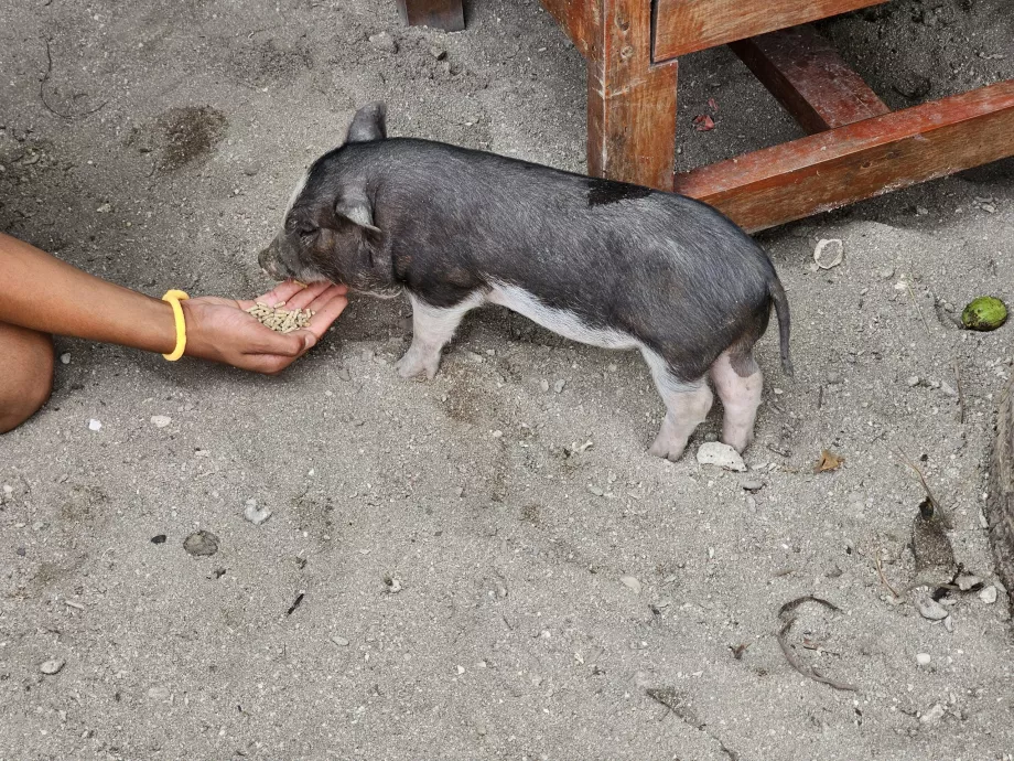 Alimentar os porcos na Ilha dos Porcos